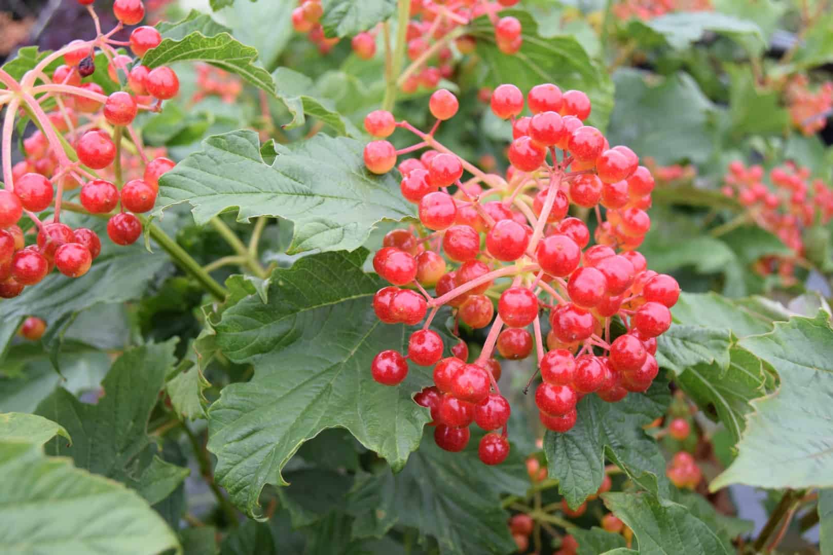 Viburnum opulus 'Compactum'